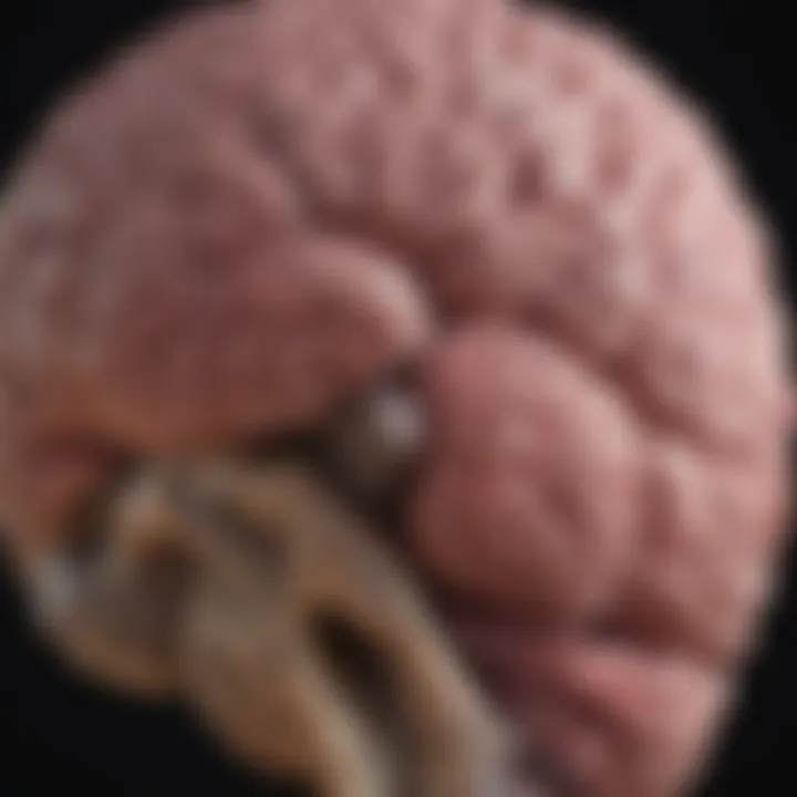Magnificent Understanding Neurofibromatosis Type 1 and Associated Brain Tumors