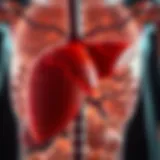 Illustration depicting the liver's role in cholestasis