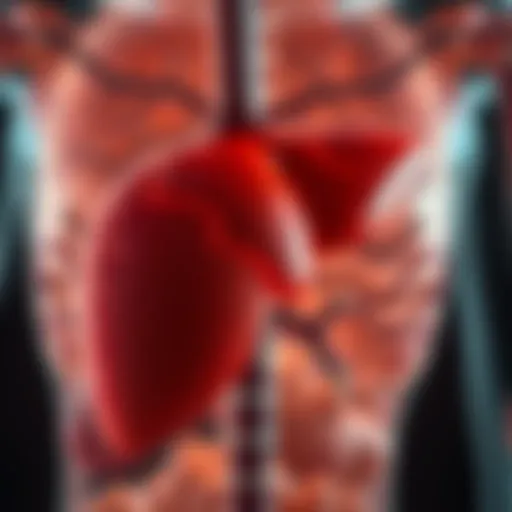 Illustration depicting the liver's role in cholestasis