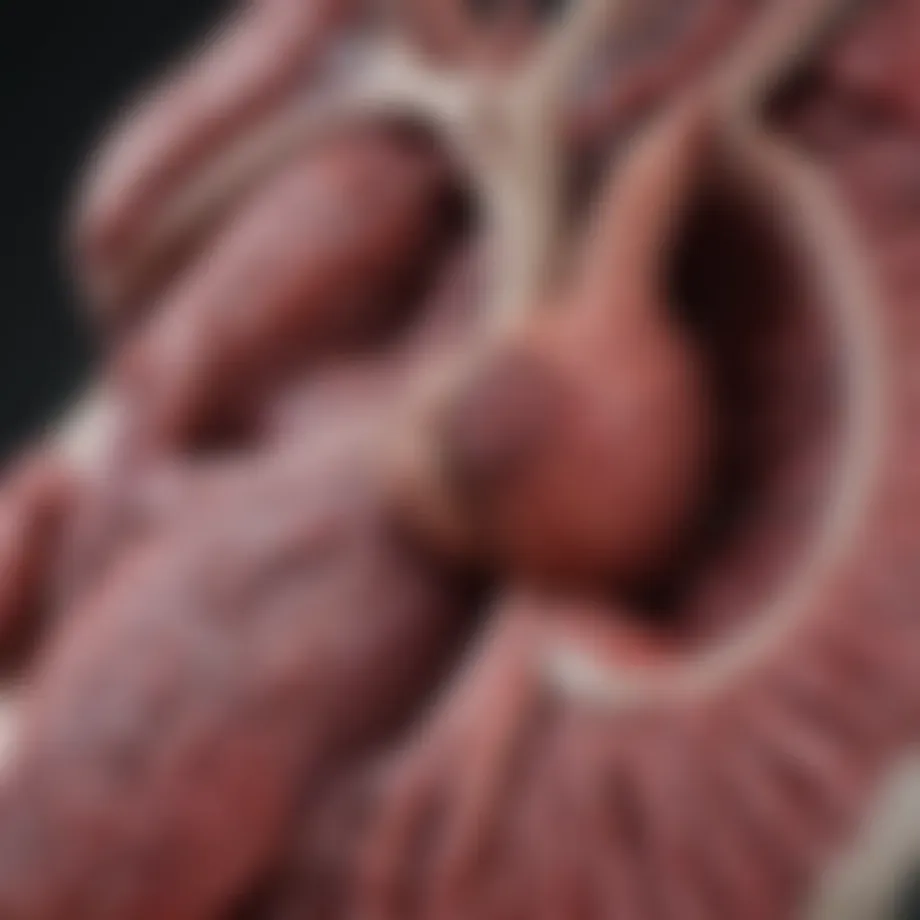 Illustration of liver anatomy highlighting areas affected by liver failure