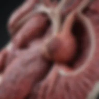 Liver Anatomy and Failure Illustration of liver anatomy highlighting areas affected by liver failure