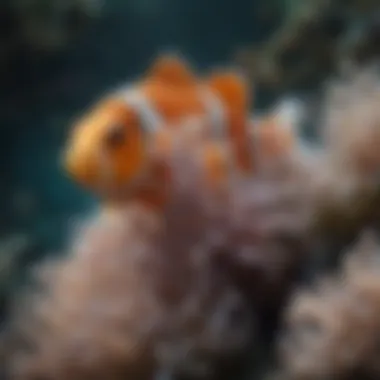 An anemone interacting with a clownfish, highlighting their symbiotic relationship.