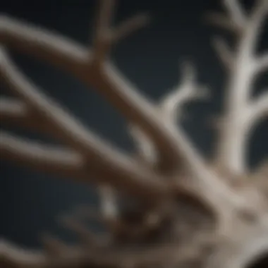 The Intricate Texture of Antlers Close-up view of antler texture showcasing its unique bone structure