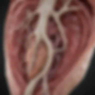 Diagnostic Approaches for Aortic Cusp Sclerosis Overview of diagnostic techniques for assessing aortic cusp sclerosis