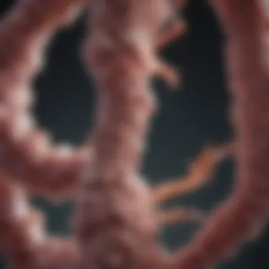 APC Mutations and Colon Cancer Development Illustration depicting the role of APC mutations in colon cancer development