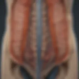 Illustration of bladder nerve anatomy