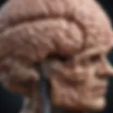 Illustration depicting the concept of brain shrinkage over time due to aging