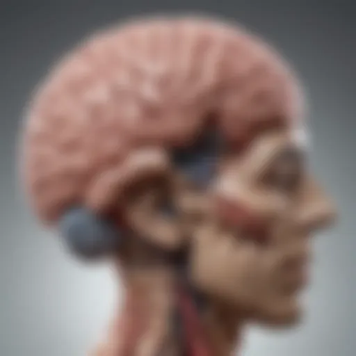An illustration depicting the brain regions affected by migraines and insomnia