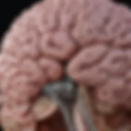 Brain scan highlighting leukoaraiosis