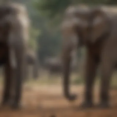Social Behavior of Elephants Elephants exhibiting social behavior in the wild