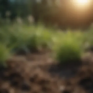 Diverse Herbicides for Soil Management Diverse types of herbicides displayed in a research setting