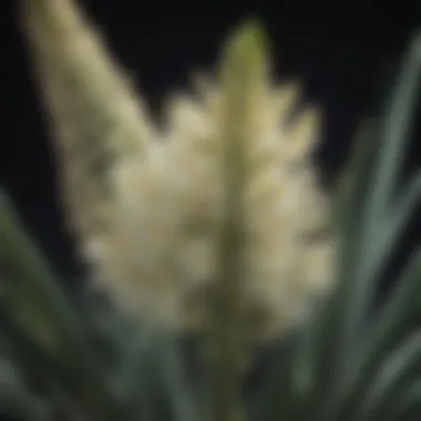 Yucca blooms in full display, illustrating the flowering characteristics of the plant