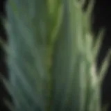 Close-up of yucca plant leaves showcasing their distinctive sharp edges and coloration