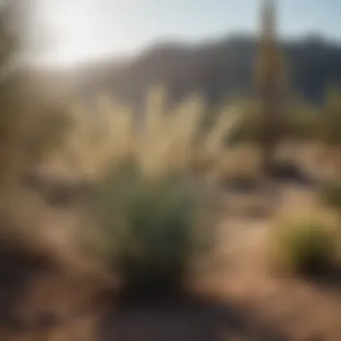 Natural habitat of yucca plants, emphasizing their ecological significance in the landscape