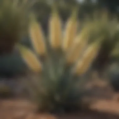 Variety of yucca species arranged to highlight their unique features and growth patterns