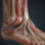 Diagram illustrating the plantar fascia anatomy