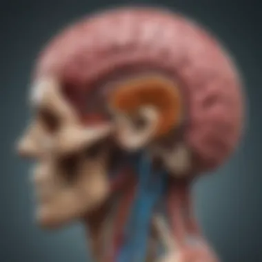 Cross-sectional view of a CT brain scan showcasing anatomical structures