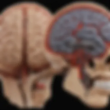 Comparison of normal and pathological brain scans