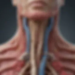 Detailed illustration of parathyroid glands anatomy