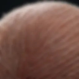 Microscopic view of hair follicles