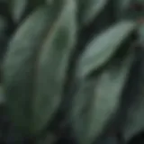 Close-up view of eucalyptus leaves showcasing their unique shapes and textures