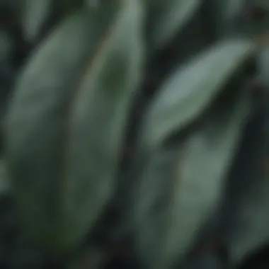 Close-up view of eucalyptus leaves showcasing their unique shapes and textures