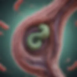 Illustration of H. pylori bacteria in the stomach