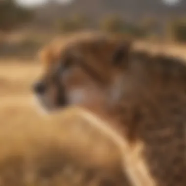 The Role of Community in Cheetah Conservation Community-led conservation efforts benefiting cheetah populations