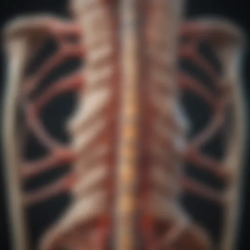 Illustration of spine anatomy highlighting degeneration