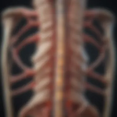Understanding Spine Degeneration Illustration of spine anatomy highlighting degeneration