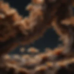 Microscopic view of coffee fungus structures
