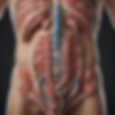 Anatomy of Colon Stimulation Illustration showcasing the anatomy of the colon and its stimulation points