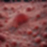 Microscopic view of endothelial cell morphology