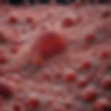 Microscopic View of Endothelial Cell Morphology Microscopic view of endothelial cell morphology