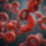 Graphical representation of Epo interaction with erythropoiesis
