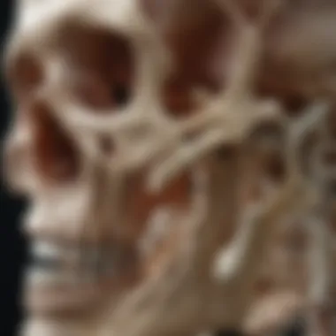 The Evolution of Hearing Bones Evolutionary perspective on hearing bones