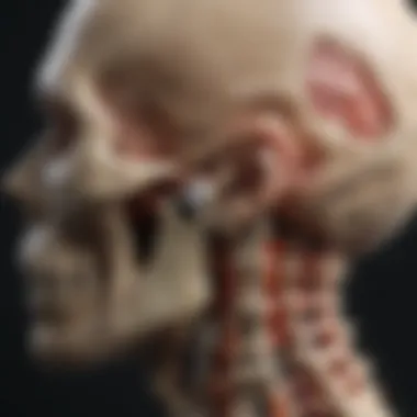 How Hearing Bones Facilitate Sound Transmission Functionality of hearing bones in sound transmission