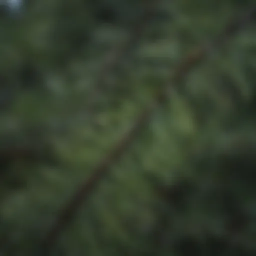 Close-up of Scots pine needles showcasing their unique structure