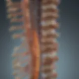 Anatomical diagram of the spinal column highlighting key structures