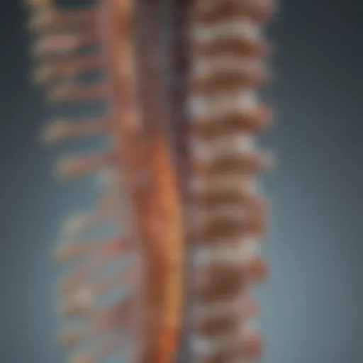 Anatomical diagram of the spinal column highlighting key structures
