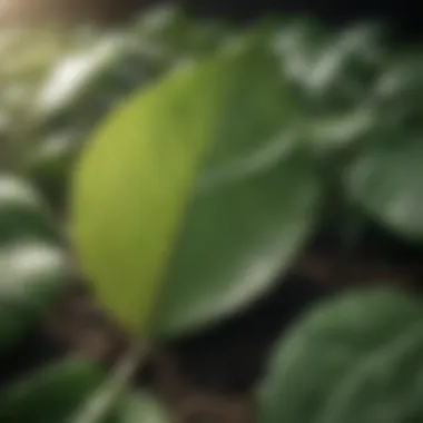 Leaf Index and Photosynthetic Efficiency Graphical representation of the relationship between leaf index and photosynthetic efficiency