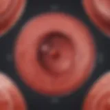 Illustration depicting the phases of the menstrual cycle