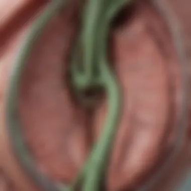 Anatomical Diagram of the Large Bile Duct Detailed anatomy of the large bile duct