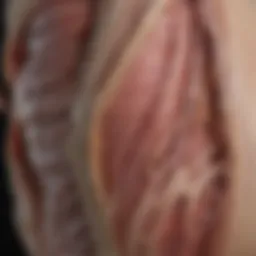 Anatomical illustration of fascial layers in the body