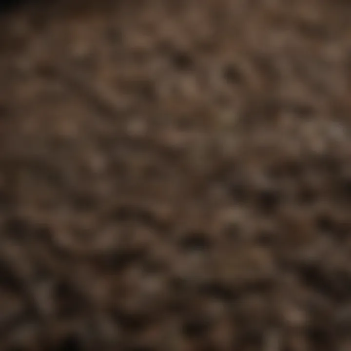 A close-up view of fermented pu erh tea leaves showcasing their texture and color.