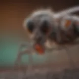 A close-up view of genetically altered mosquitoes under a microscope