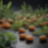 A variety of herbal capsules displayed elegantly