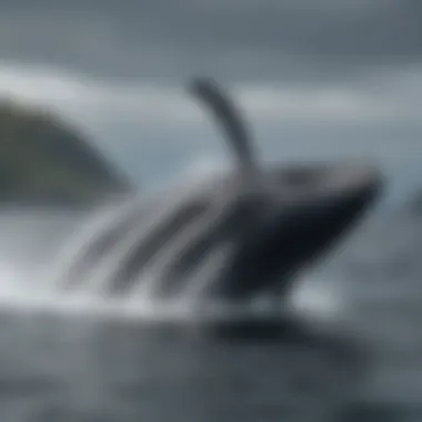 Conservation efforts in action for humpback whale habitats