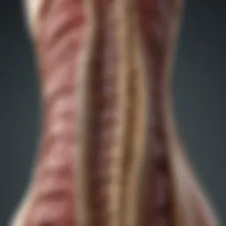 Illustration depicting the anatomy of the spine affected by lymphoma