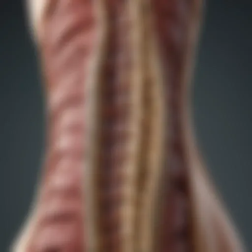 Illustration depicting the anatomy of the spine affected by lymphoma